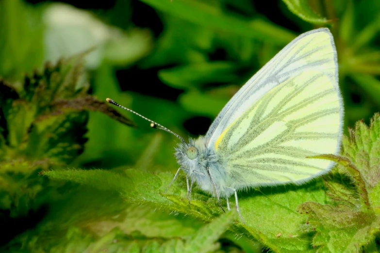 a white erfly sitting on top of some green plants