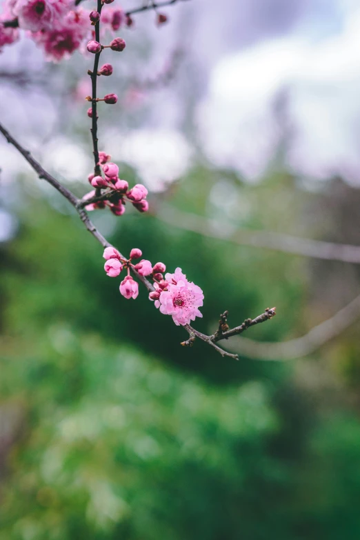 pink flowers blooming on nches in the spring