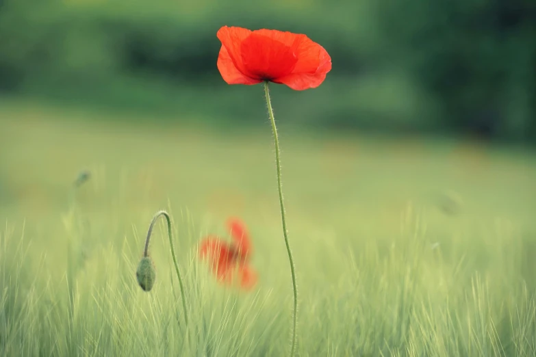 a red poppy standing in some grass