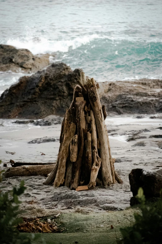 tree root stump on the beach next to ocean