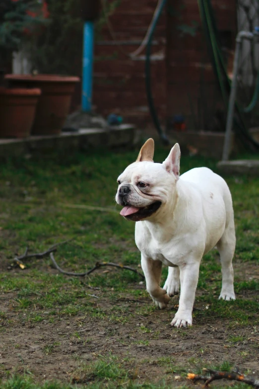 a dog on a lawn with his tongue out