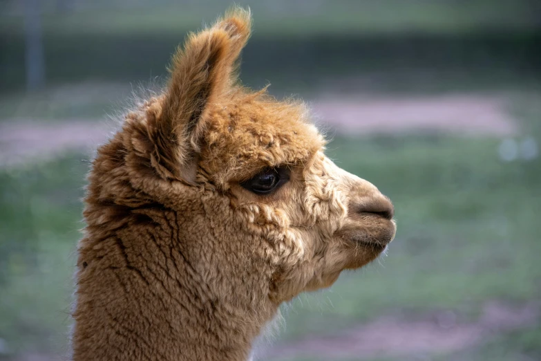 closeup view of a very cute llama looking at soing