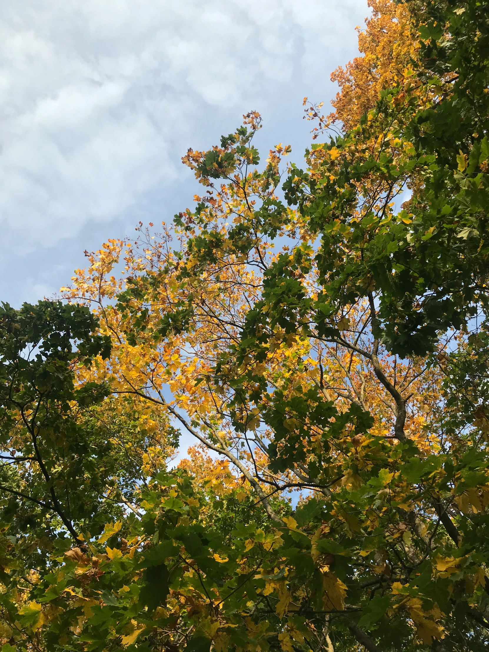 a tree with many leaves during fall