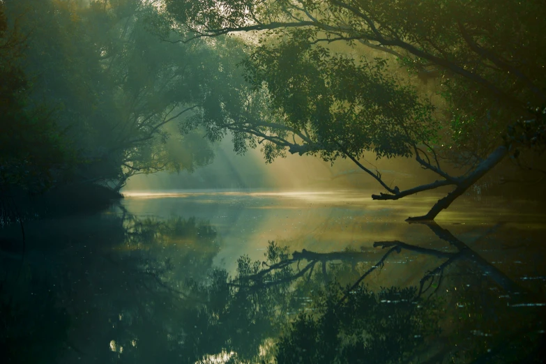 a lake with trees reflected in it next to a forest