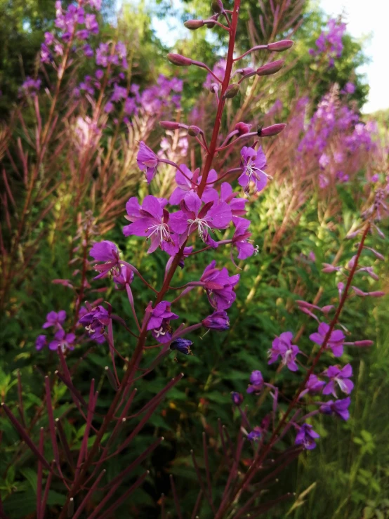 a purple flower in the middle of some green plants