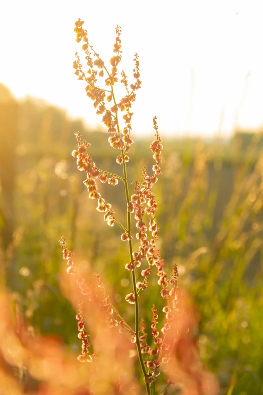 the grass is very tall and the sun is reflecting off the water