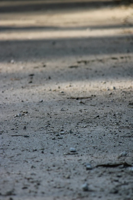 a bird sitting on the side of a road