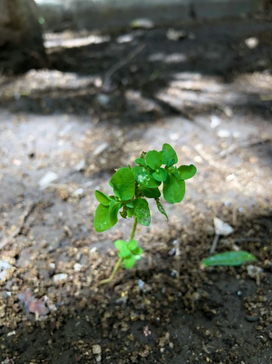 small plant sprouting up from the ground