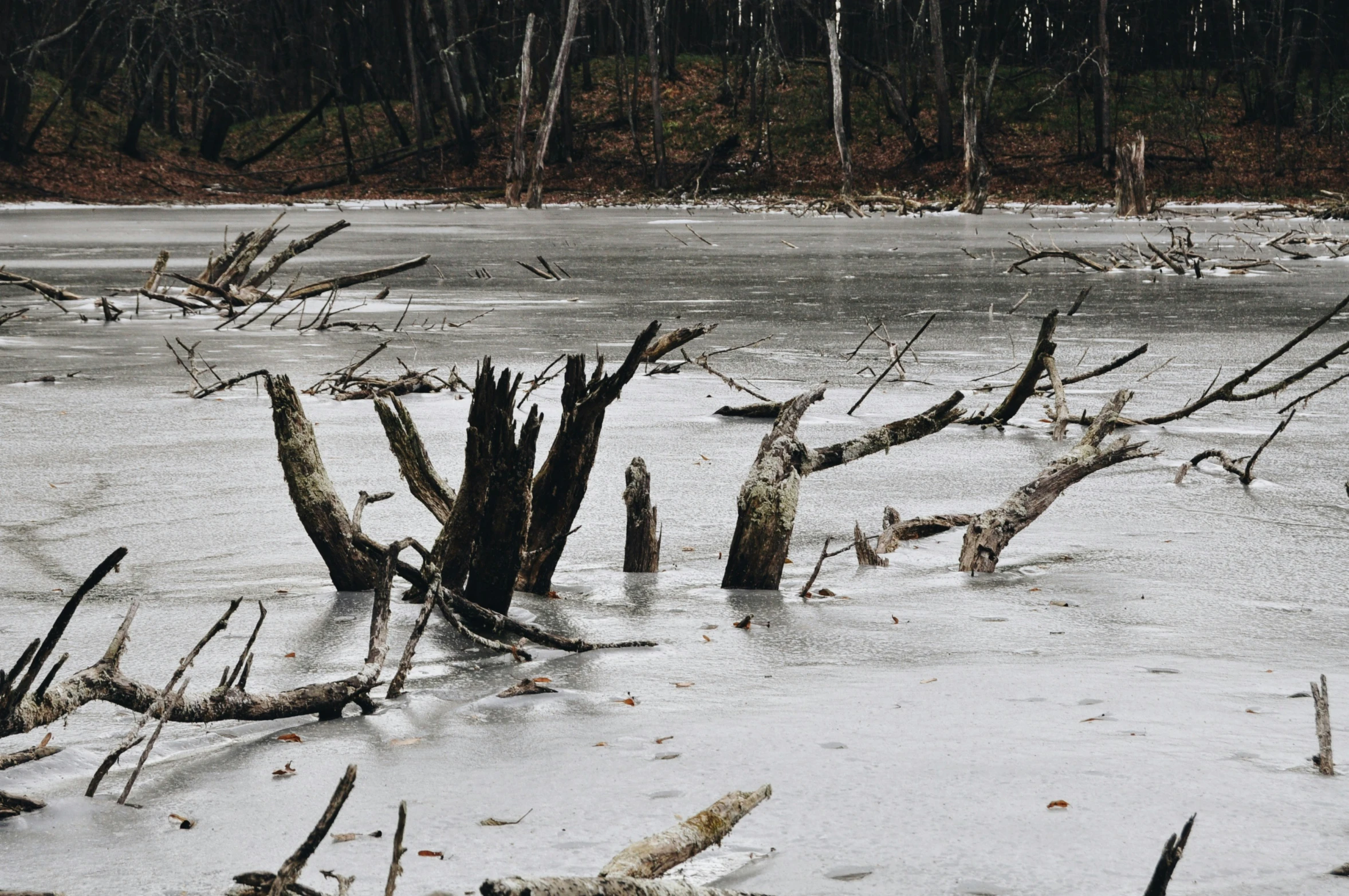 an ice covered swamp with dead trees growing on the side