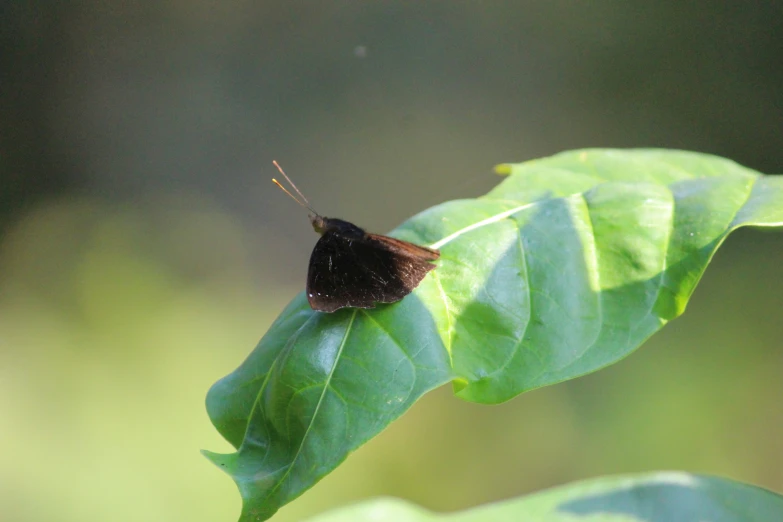 a small black erfly rests on a green leaf