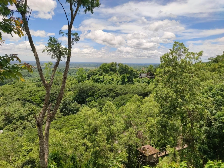 trees and shrubs are seen from above on a sunny day