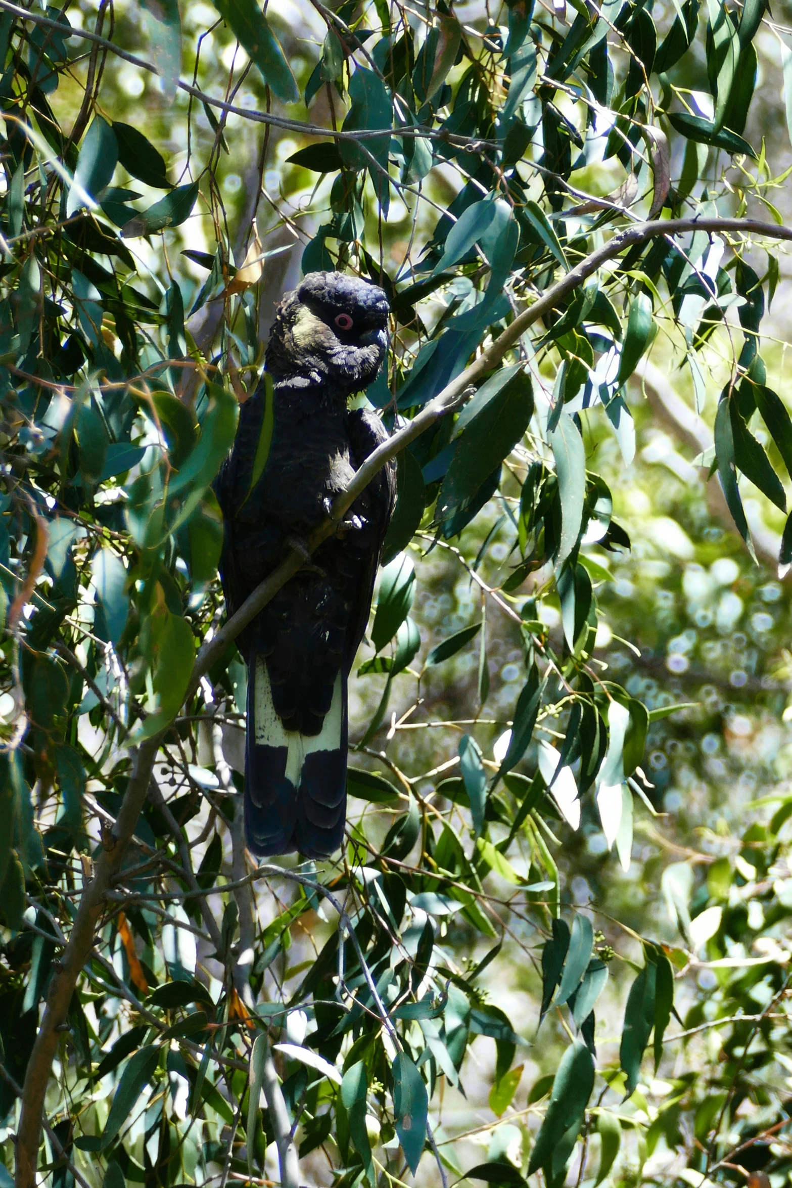 an animal is sitting in a tree outside