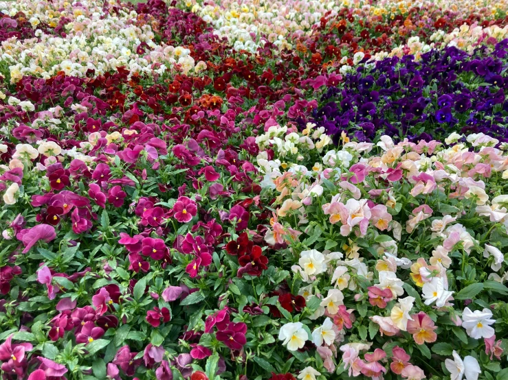 a colorful display of flowers in many different colors