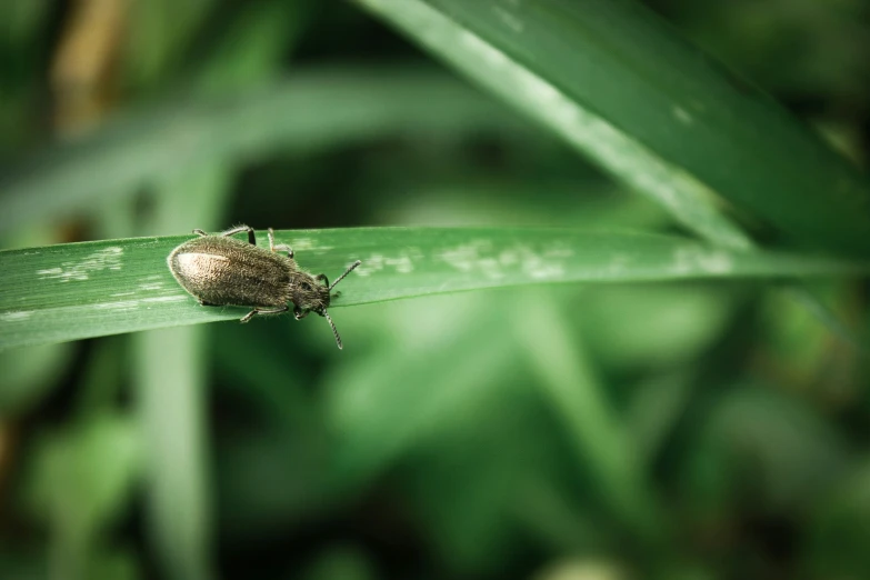 a brown bug sitting on top of a green leaf