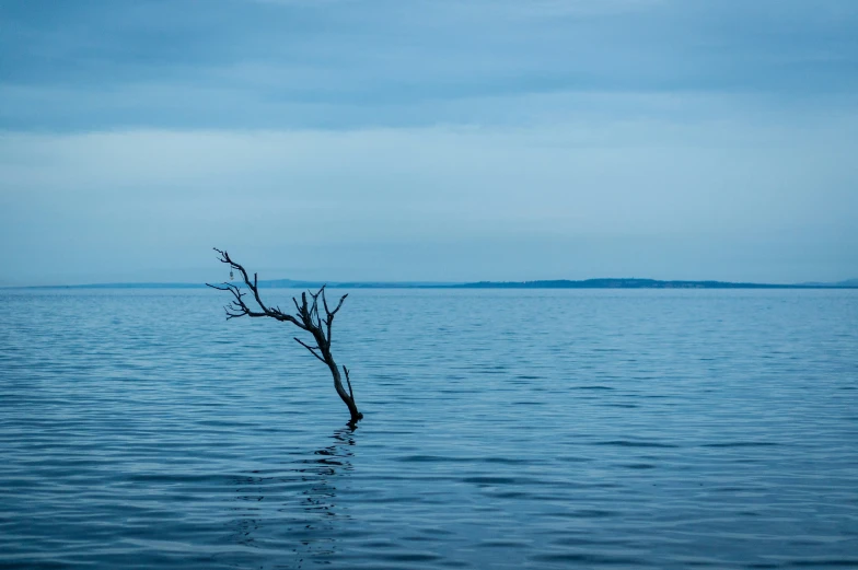 a lone tree sits in shallow water on a gloomy day