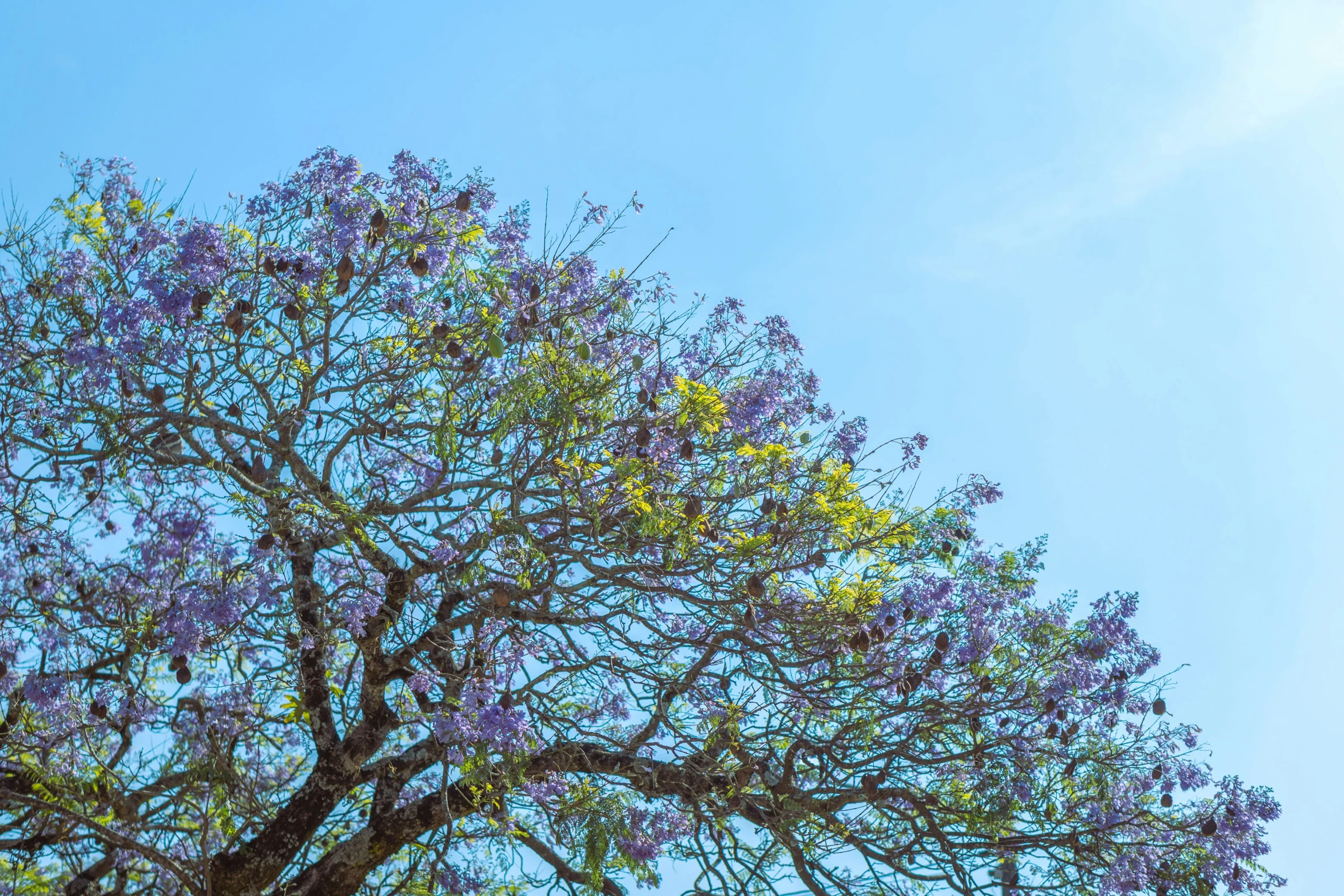 a purple flowered tree with blue sky in the background