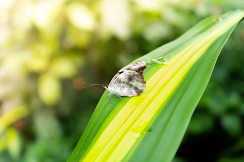 the moth is sitting on a blade of green