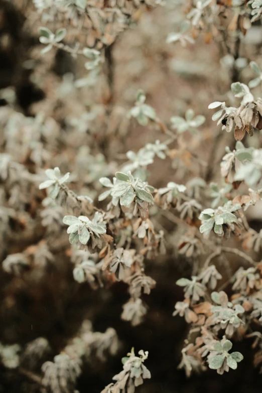 close up of plants covered in ice and snow