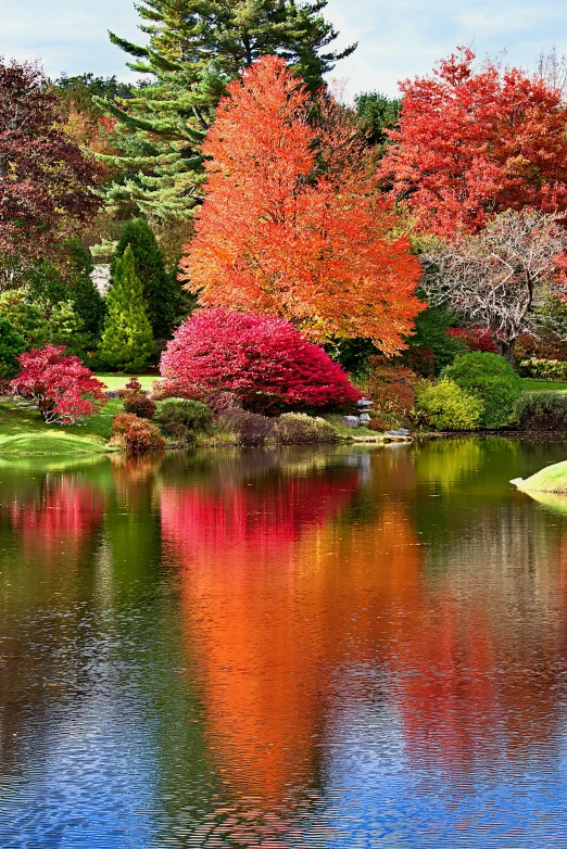 trees with red leaves are in the water