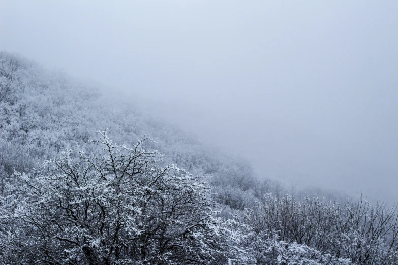 the snowy mountaintop is covered by trees and snow