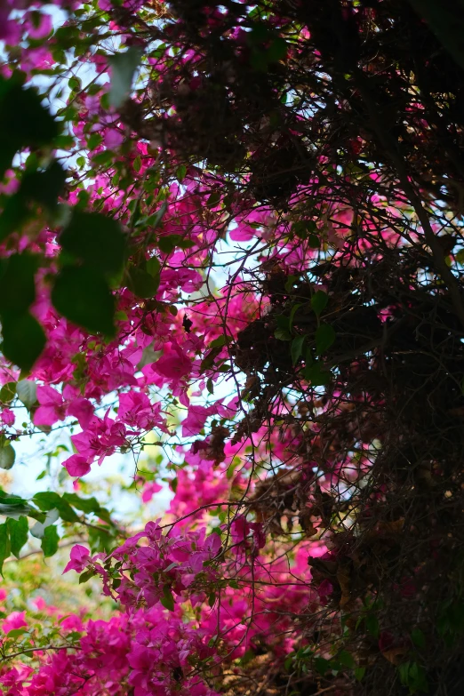 the tree has many bright pink flowers blooming on it