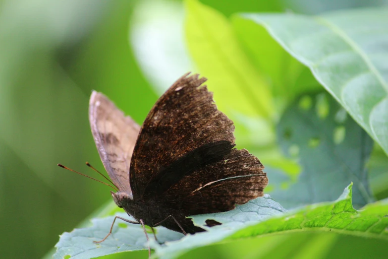 small brown erfly resting on green leaves