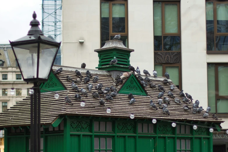 a group of birds sitting on the roof of a small house