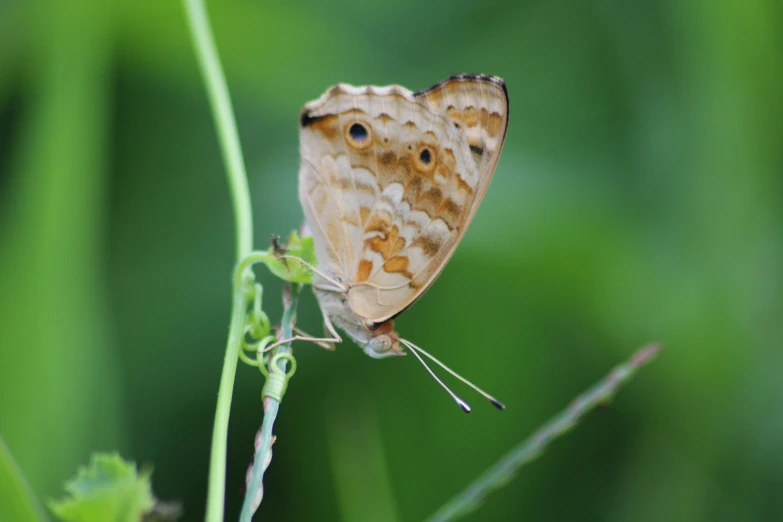 small brown erfly on thin green stem with black dots