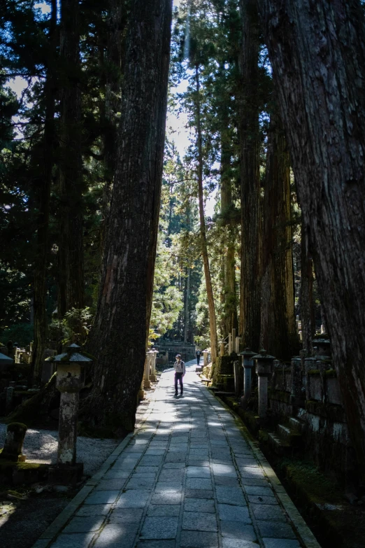 a large number of trees along a path