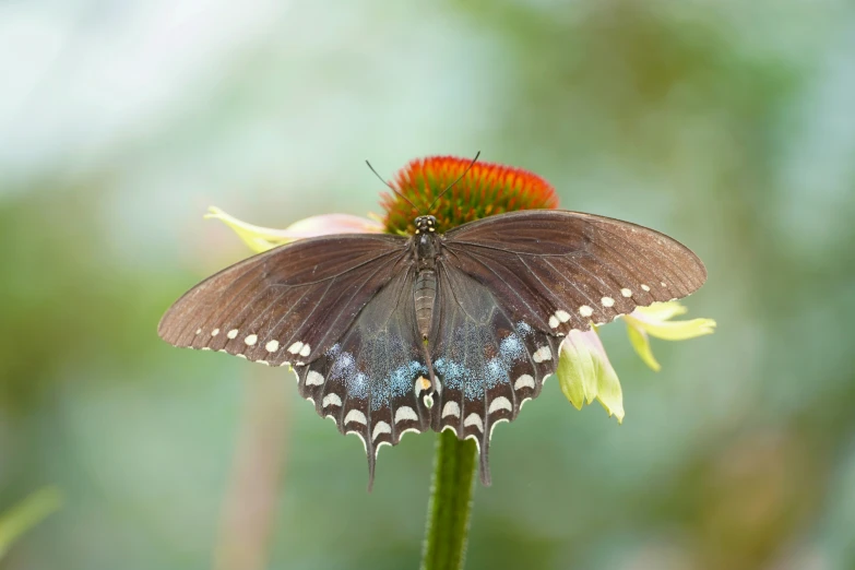 erfly perched on plant with very colorful flower in foreground