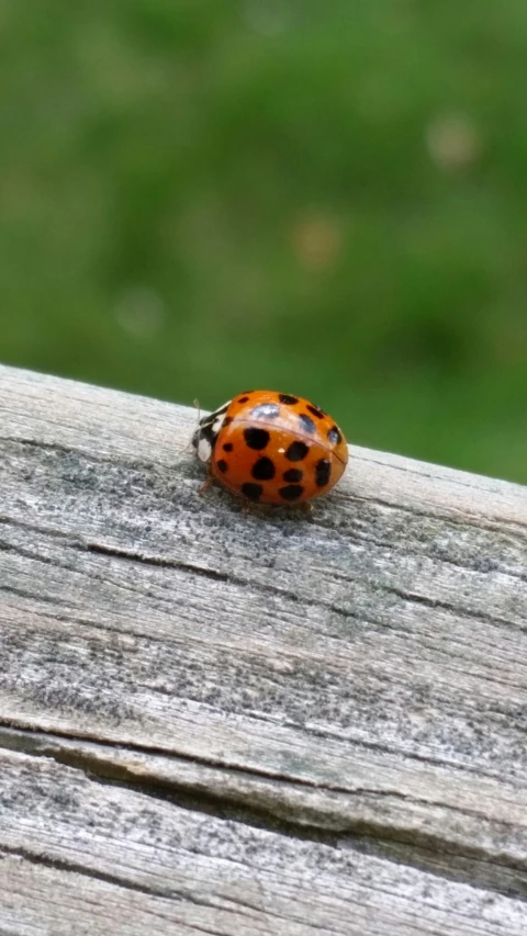 a close up of a small orange and black bug