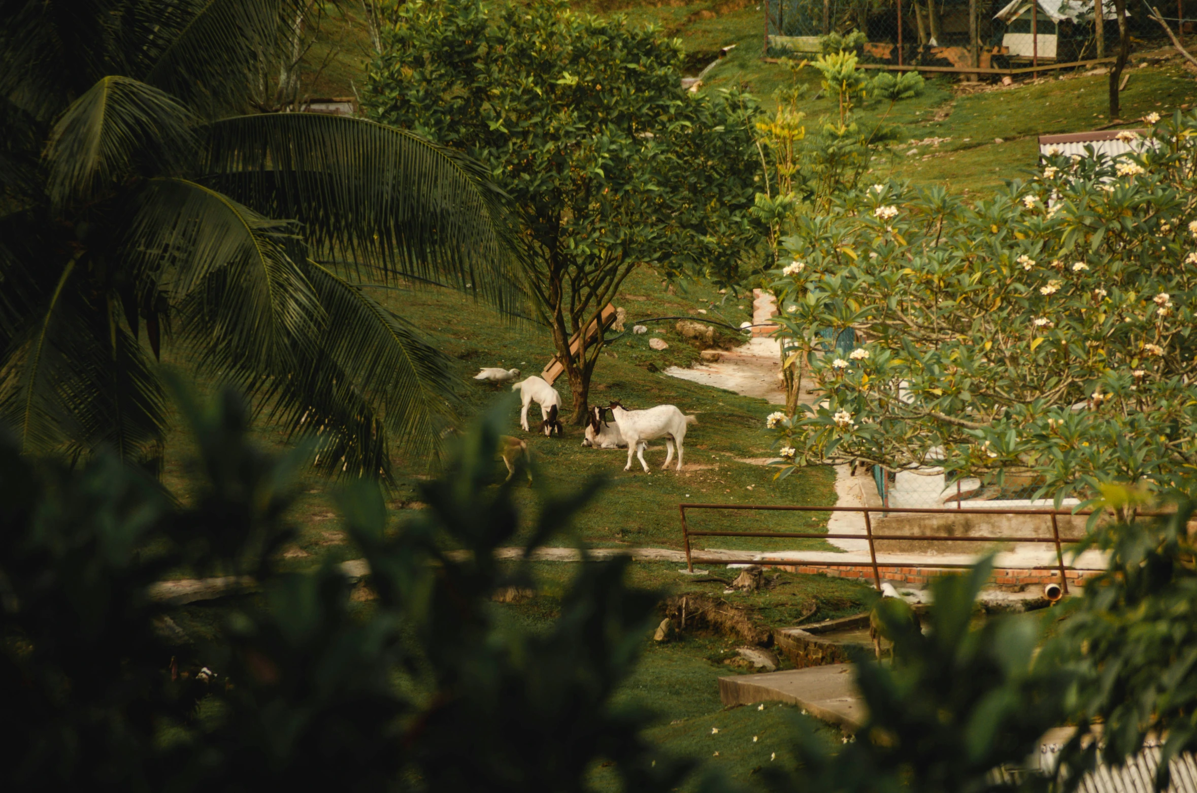 two goats are grazing next to some trees and a sidewalk