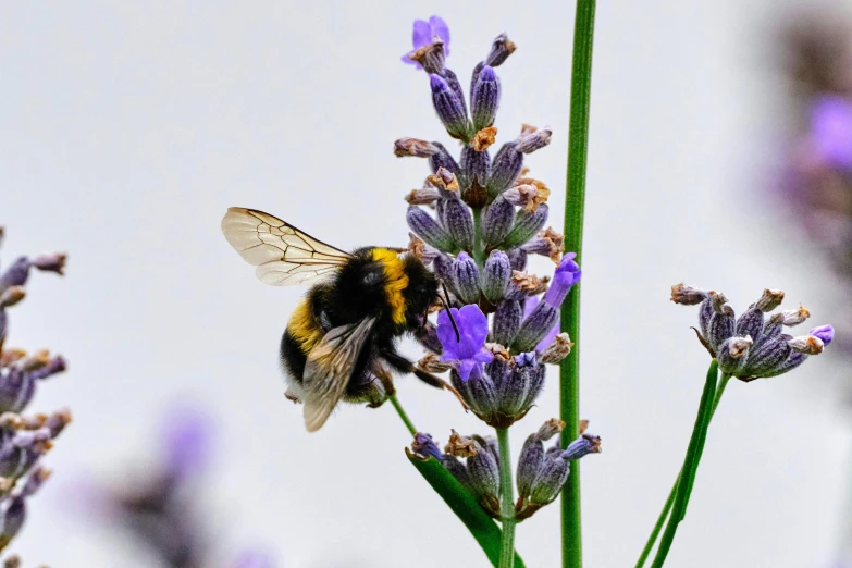 a bum sitting on top of a purple flower next to a green stem