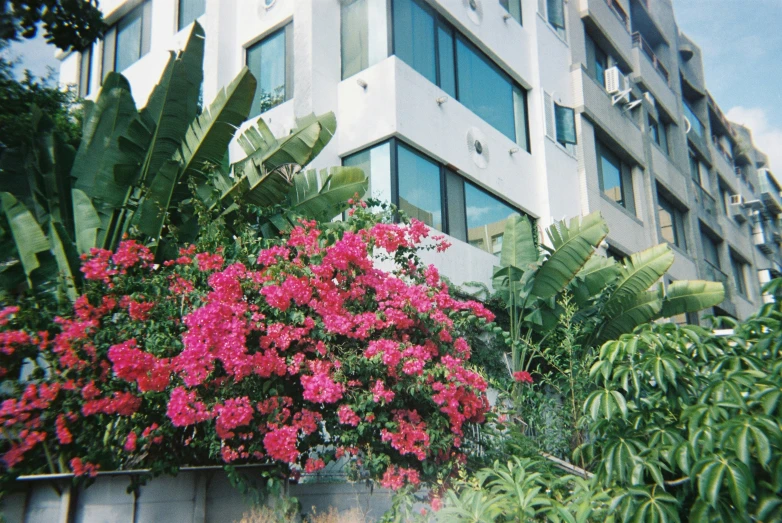 some pink and red flowers in a planter