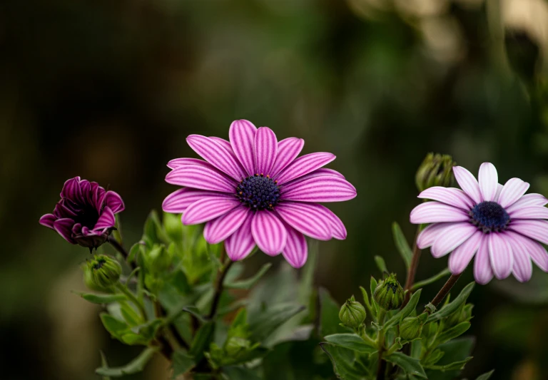 three different flowers with green leaves in the background