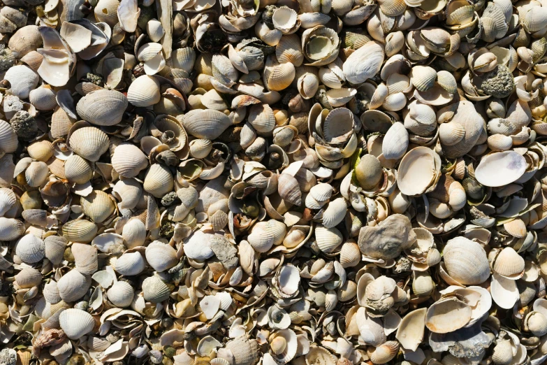 a mixture of shells is displayed on the beach