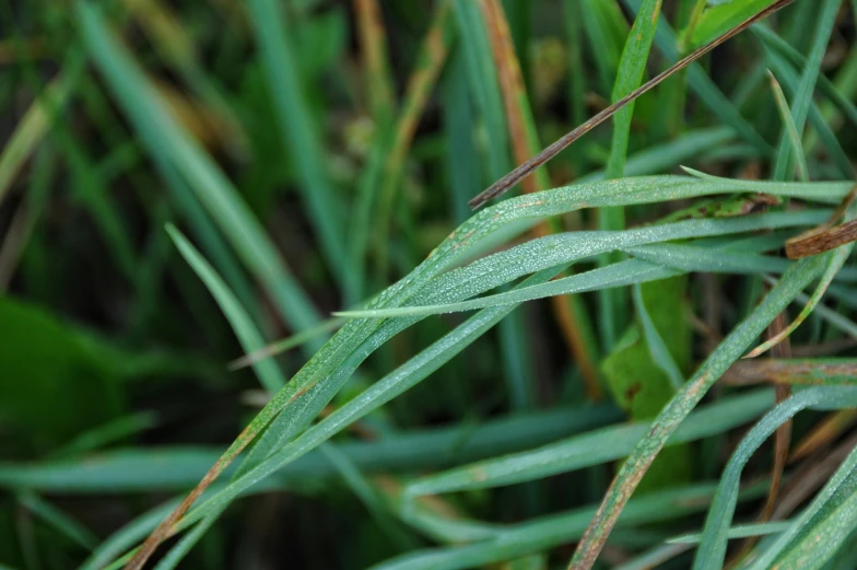 green grass with drops of dew on it