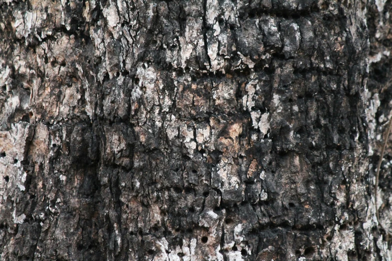 a close up of some bark on a tree