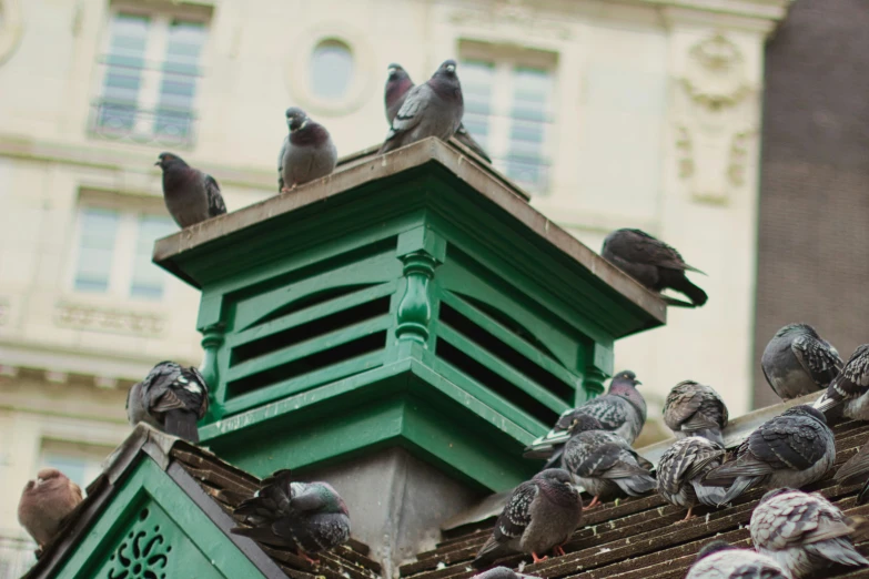 many birds gathered on top of a roof next to buildings