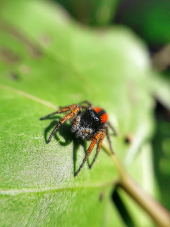 the large spider is sitting on a leaf