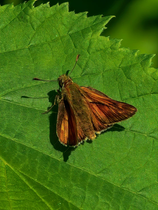 a moth sitting on a green leaf with it's head tilted back