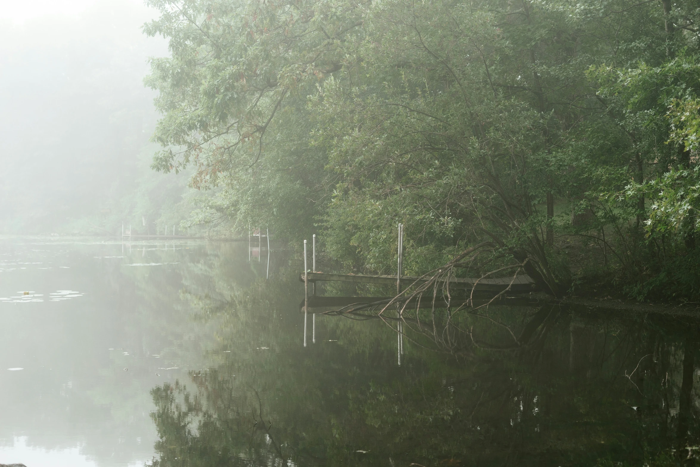 an empty river in a forest is seen on a foggy day