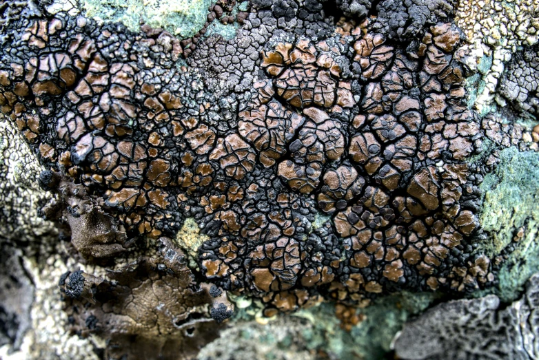 closeup of moss growing on a stone