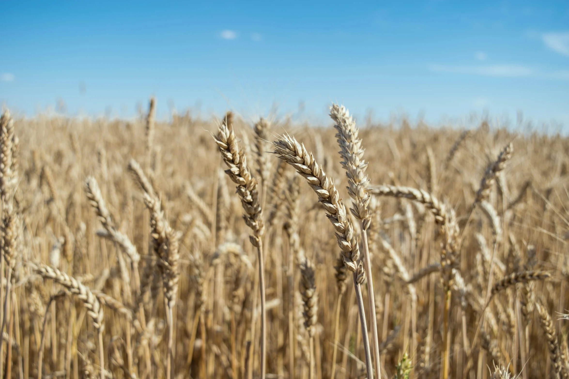 a field of wheat against a blue sky