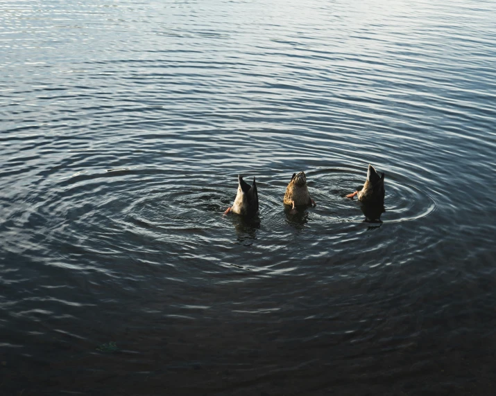 four geese with their heads above the water
