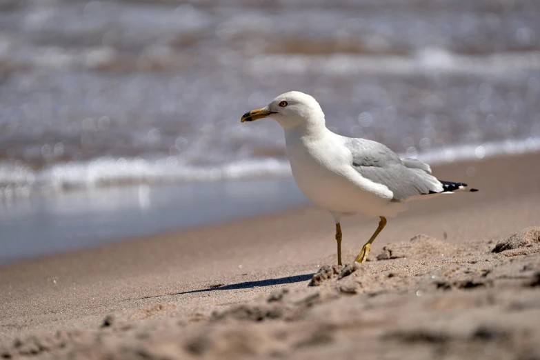 a bird stands on the beach by the water