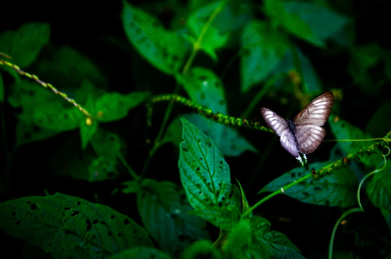 a erfly that is standing on a plant