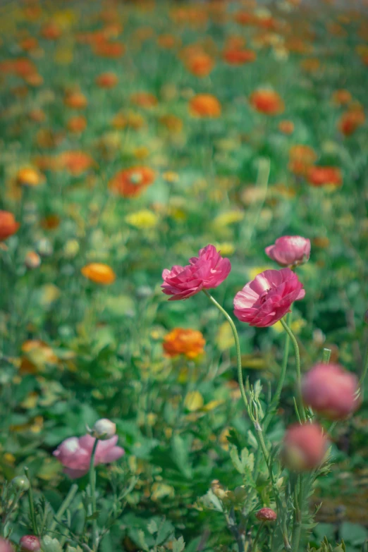 several wildflowers in an open field with little flowers