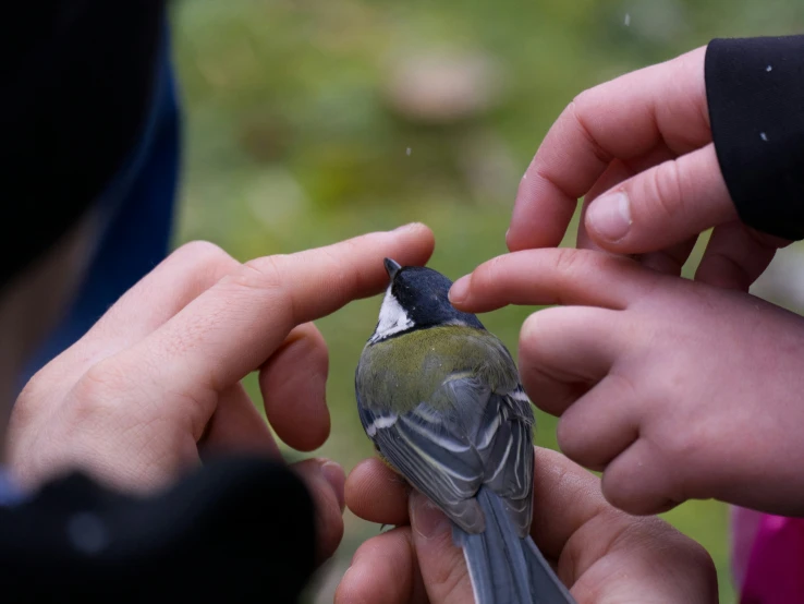 two hands reaching out towards a small bird