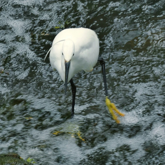 a bird stands in water with fish and looking at it